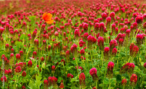 field of red clover with one poppy flower