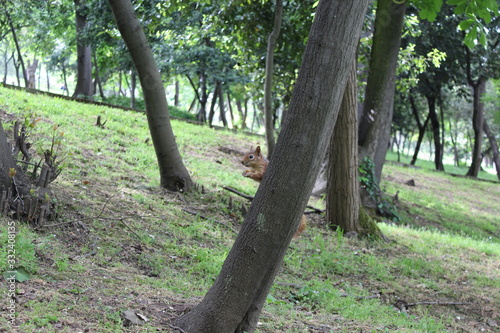 Little squirrel is walking around between trees and grass and looking for nuts.