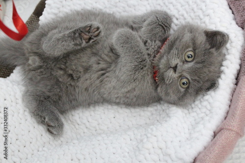 Cute British Shorthair kitten stands on his best spot, kitten playing in the basket