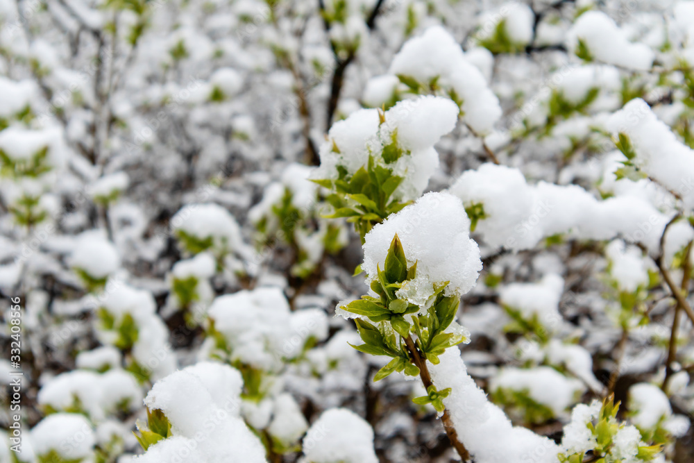Green shoots in the snow. Snow in the spring. Weather change. Ecology. Global warming. Green shoots in the snow. Snow in the spring. Weather change. Ecology. Global warming.