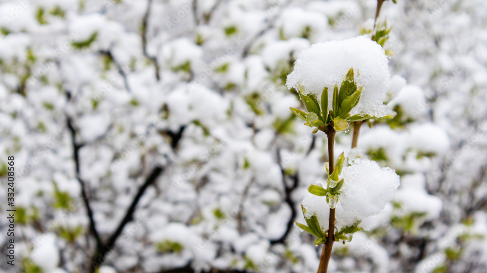Green shoots in the snow. Snow in the spring. Weather change. Ecology. Global warming.