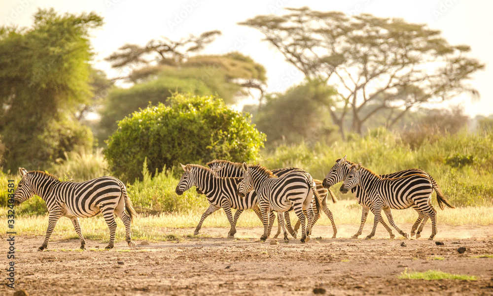 Obraz premium Zebra fighting in savanna