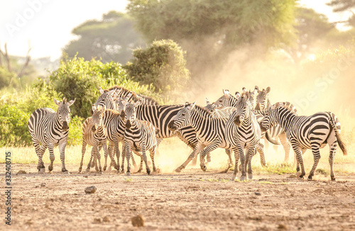 Zebra fighting in savanna