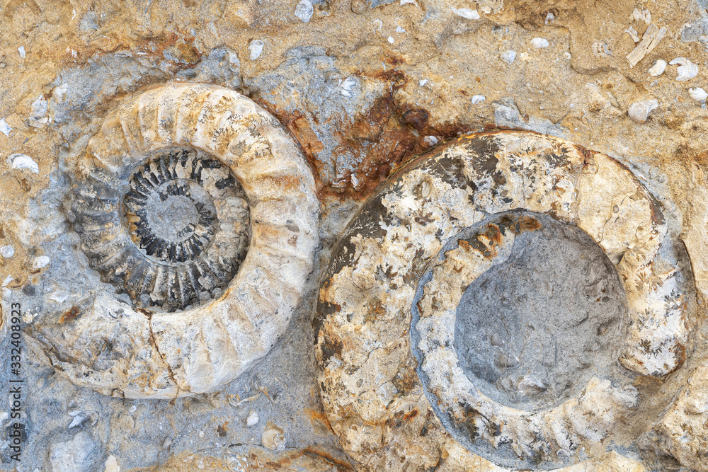 Zwei versteinerte Ammoniten in Nahaufnahme - Fossilien der Erdgeschichte Zwei versteinerte Ammoniten in Nahaufnahme - Fossilien der Erdgeschichte