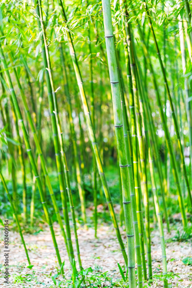 Obraz premium Bamboo plant. Green background. Green bamboo stems and leaves on soft blurred background. Juicy green plants. Beautiful natural botanical background