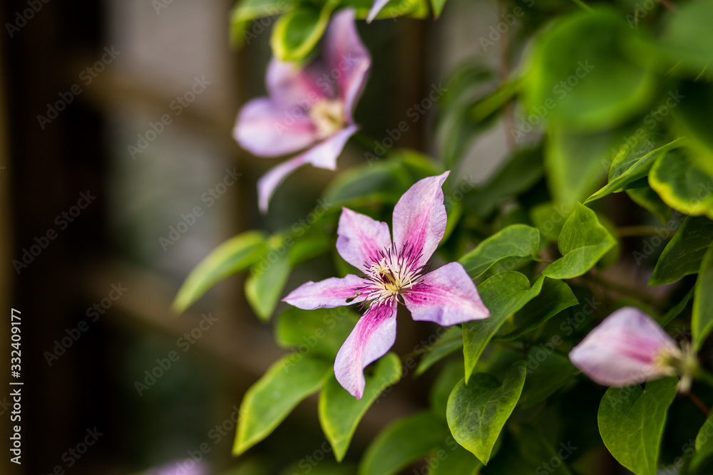 clematis clematis