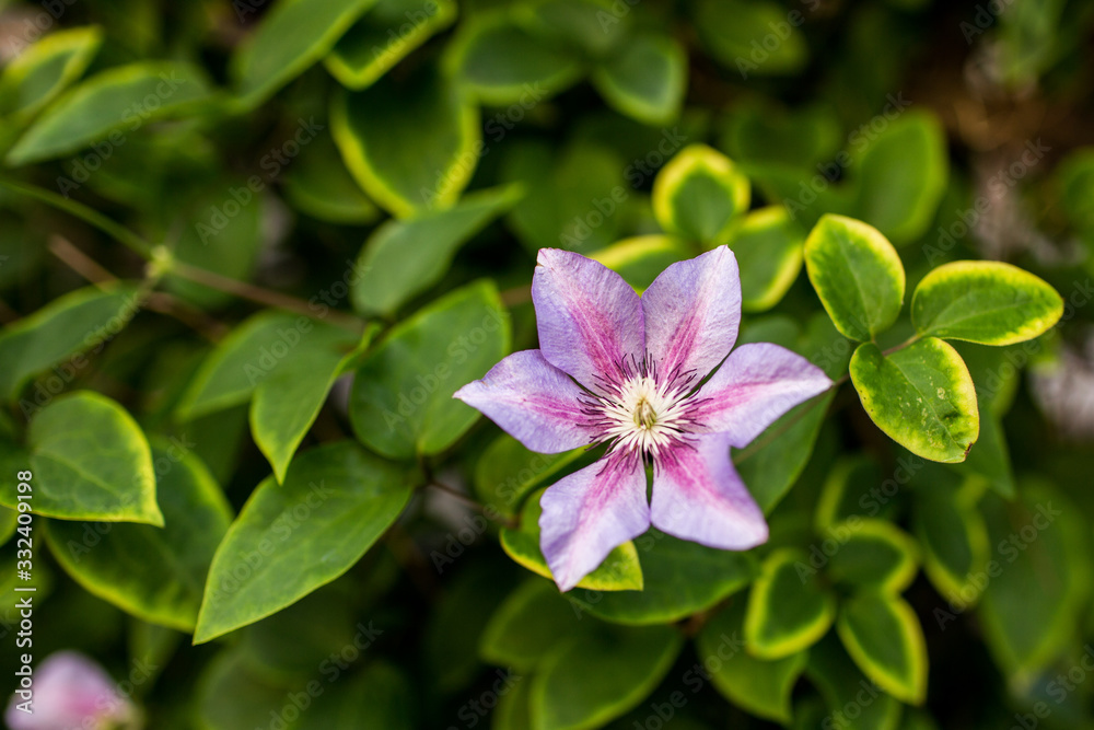 clematis clematis