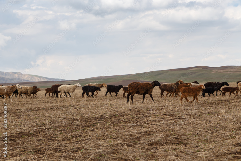 A flock of sheep grazes in nature. Countryside, farming. Natural rustic background