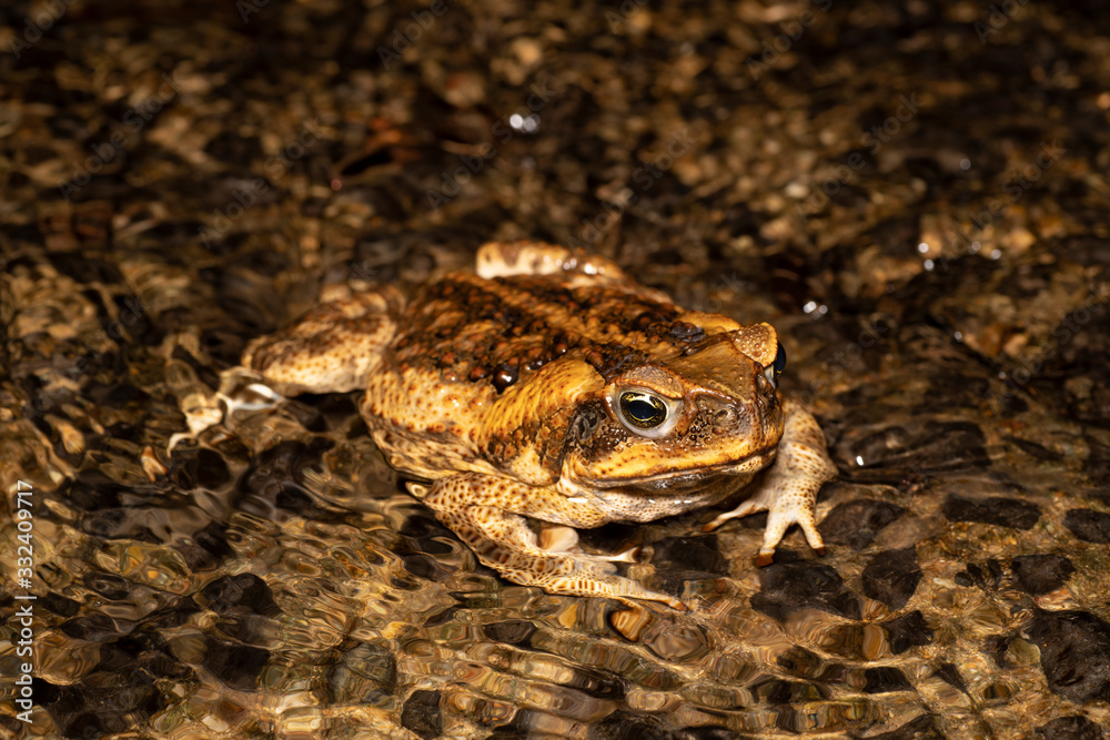 Cane toad (Rhinella marina) in an Australian creek Cane toad (Rhinella marina) in an Australian creek