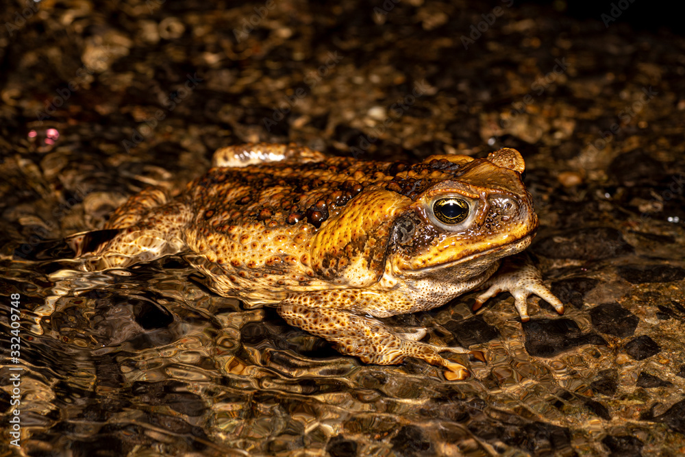 Obraz premium Cane toad (Rhinella marina) in an Australian creek