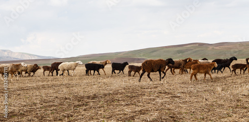 A flock of sheep grazes in nature. Countryside  farming. Natural rustic background