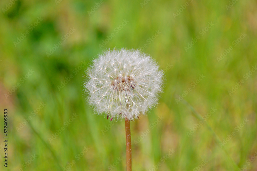 Fototapeta premium Dandelion flower with dandelion seeds in the green grass. Summer background. Flowering of dandelions landscape, spring, ecology, floral concept