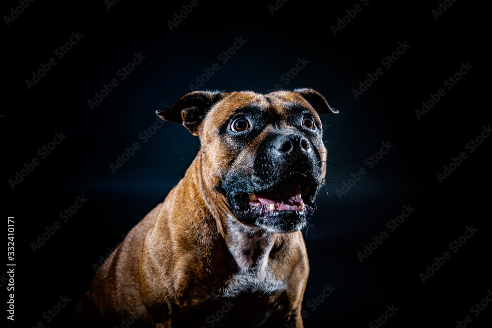 staffordshire terrier portrait