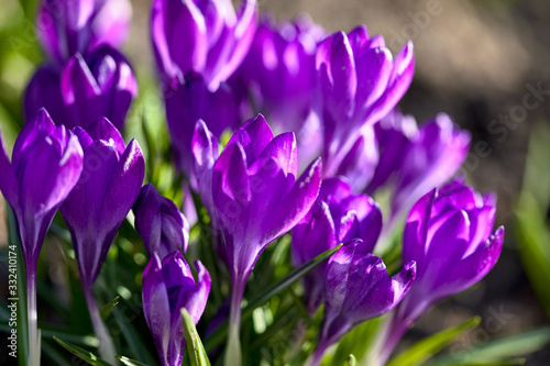 Fototapeta Naklejka Na Ścianę i Meble -  Crocus spring flowers in garden. Sunny time springtime day with sunshine light. Close-up. Shallow depth of field.