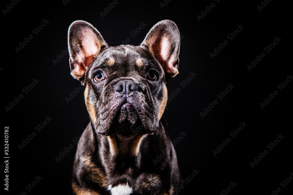french bulldog pup pooch portrait