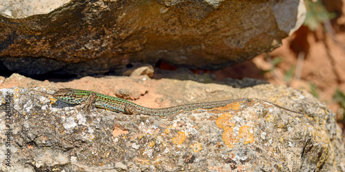 Ibiza wall lizard (male) on Ibiza, Spain - männliche Pityuseneidechse (Podarcis pityusensis pityusensis) auf Ibiza, Spanien photo