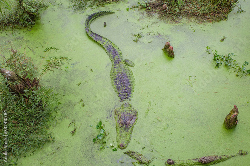 Wallpaper Mural Alligators in The Alligator Farm in Mobile, Alabama, USA. Portrait of big alligator resting in the swamp waters. Camouflage: green in green. Hunting: in ambush Torontodigital.ca