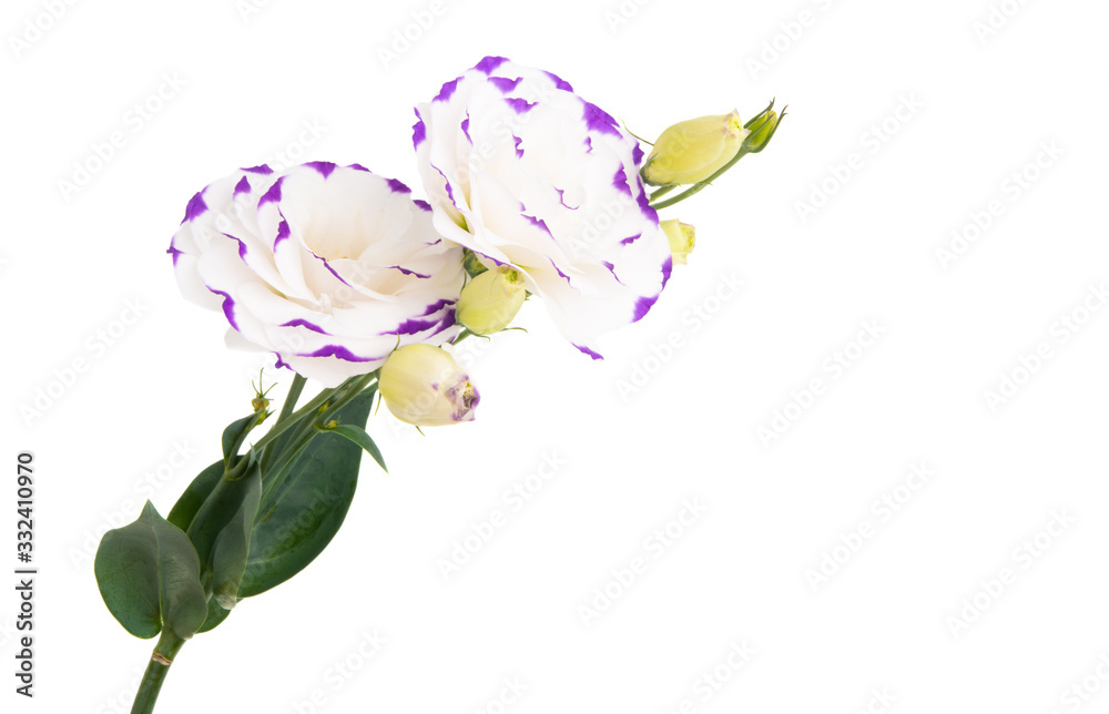 Fototapeta premium eustoma flower isolated