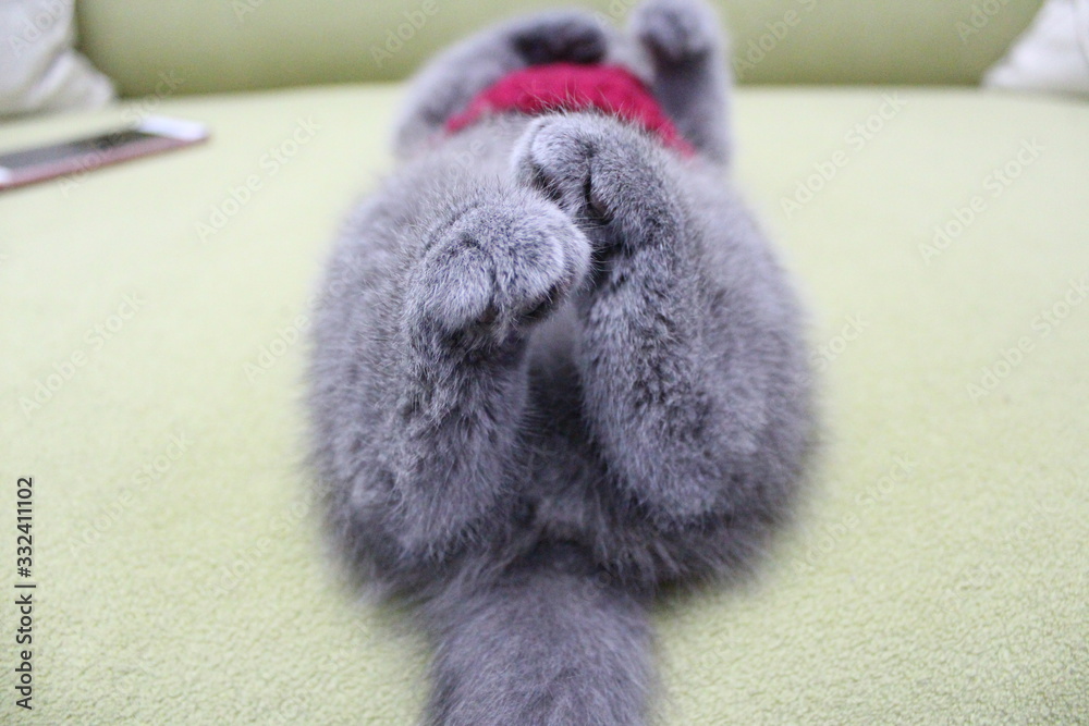 Cute British Shorthair kitten who wear red vest lying on the couch, looking to camera and sleeping kitten Cute British Shorthair kitten who wear red vest lying on the couch, looking to camera and sleeping kitten