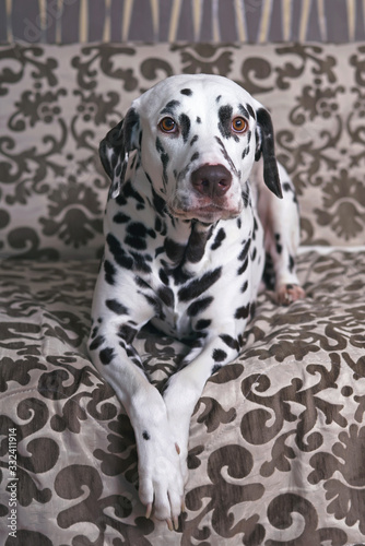 White and liver spotted Dalmatian dog posing indoors lying down on a brown couch