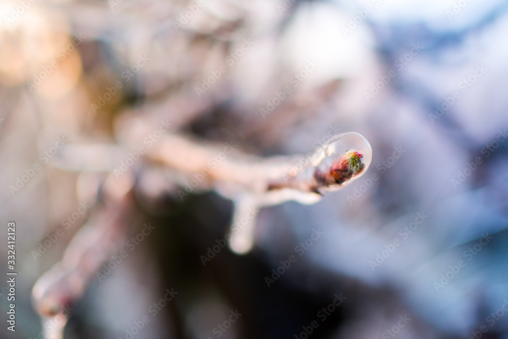 Vereiste Ästen und Blüten von Apfelbäumen gegen Nachtfrost Vereiste Ästen und Blüten von Apfelbäumen gegen Nachtfrost