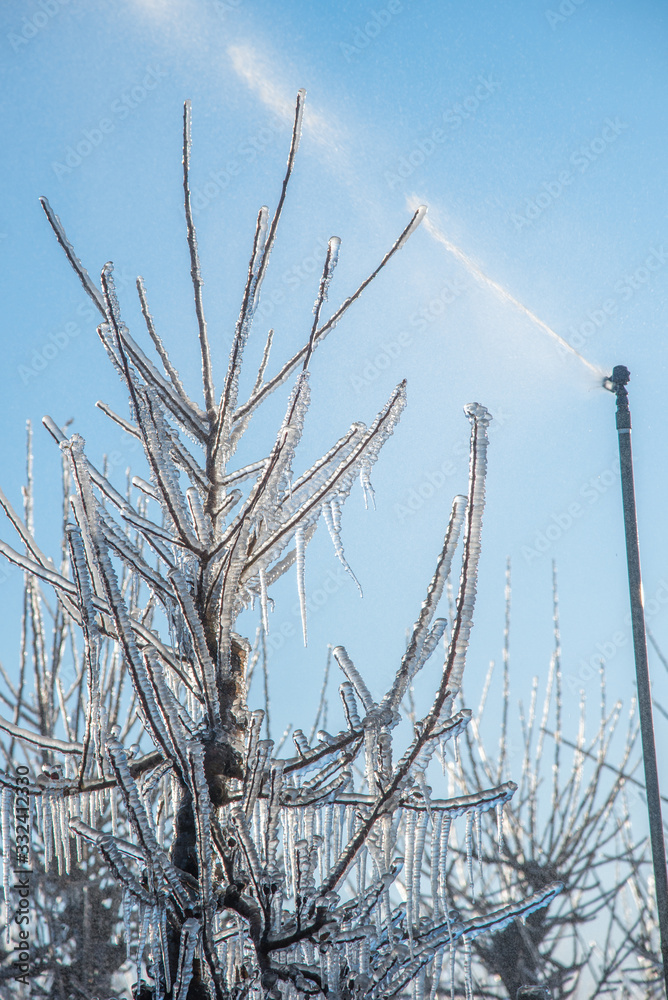 Fototapeta premium Vereiste Ästen und Blüten von Apfelbäumen gegen Nachtfrost