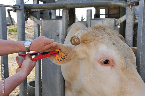 Pose d'une boucle électronique sur une vache de race blonde d'Aquitaine dans un parc de contention photo