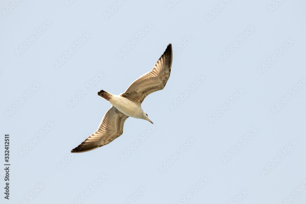 dynamic flying seagull on the sky dynamic flying seagull on the sky