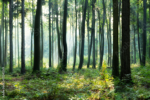 Fototapeta Naklejka Na Ścianę i Meble -  Sunny morning in green forest