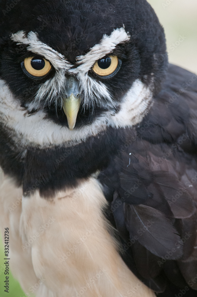 Obraz premium Spectacled Owl