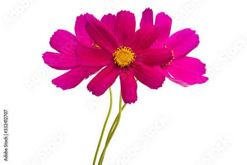 red cosmea flowers isolated