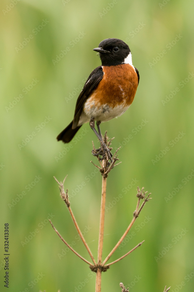 Fototapeta premium Tarier pâtre, Traquet pâtre, Saxicola rubicola, European Stonechat, màle