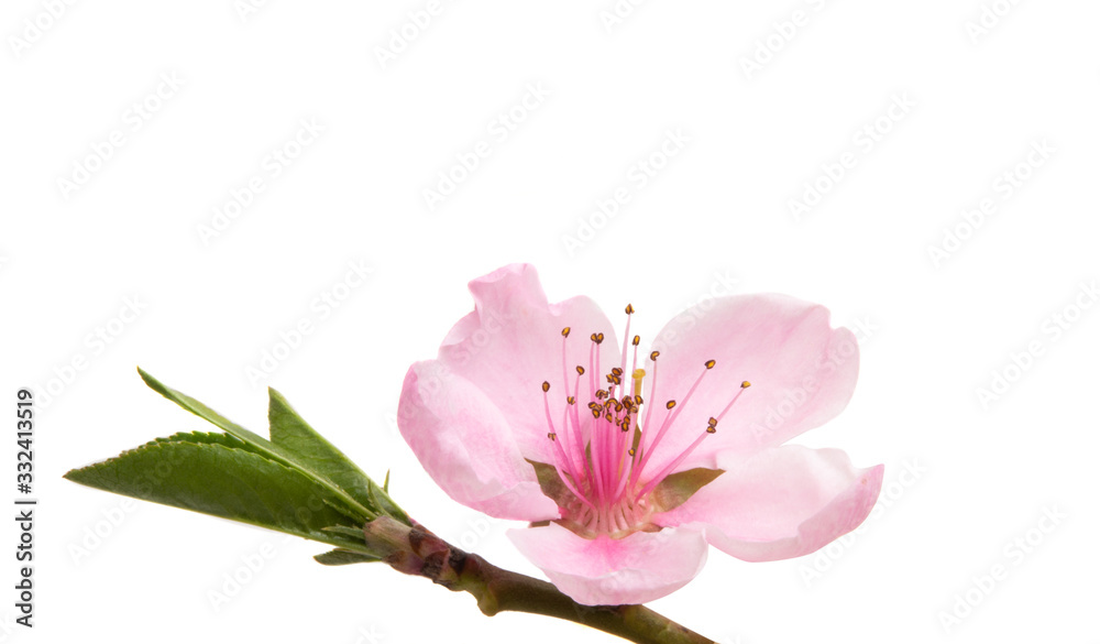 Obraz premium sakura flowers isolated