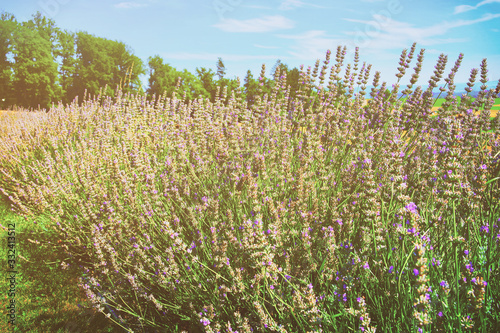 Lavender field at inner yard in Yverdon in Switzerland summer