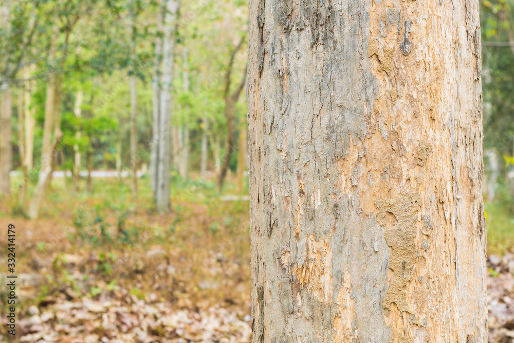 Teak Trees in Thailand precious hardwoods one of the last major areas of tropical forest in Asia Teak Trees in Thailand precious hardwoods one of the last major areas of tropical forest in Asia