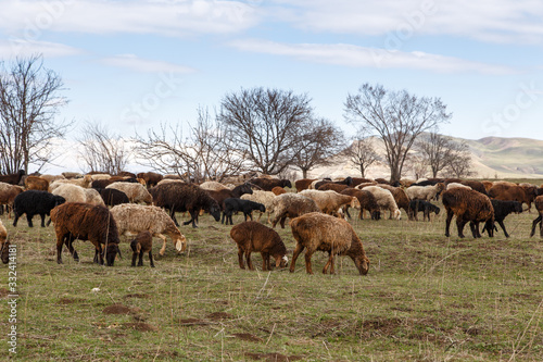 A flock of sheep grazes in nature. Countryside, farming. Natural rustic background