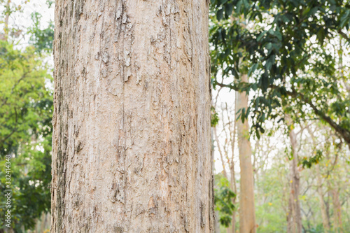 Teak Tree in Thailand precious hardwoods one of the last major areas of tropical forest in Asia