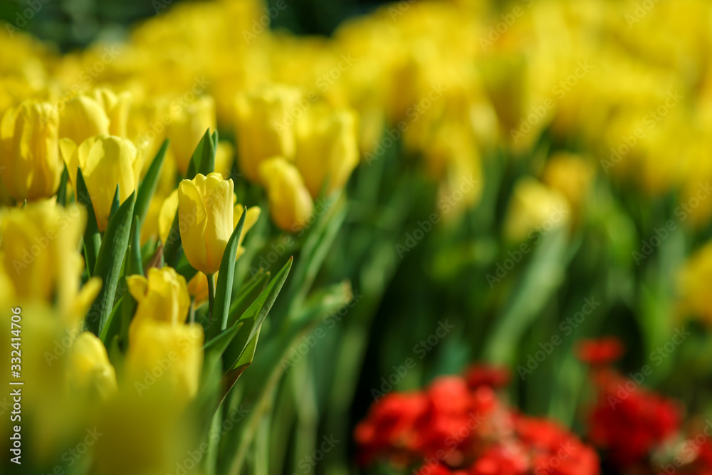 Beautiful tulip flowers with blured background in the garden. Yellow tulip flowers. Selective focus. Beautiful tulip flowers with blured background in the garden. Yellow tulip flowers. Selective focus.