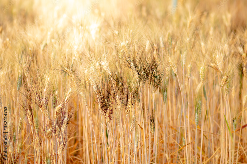 Wheat crop field. Ears of golden wheat close up. Ripening ears of wheat field background. Rich harvest Concept. Wheat crop field. Ears of golden wheat close up. Ripening ears of wheat field background. Rich harvest Concept.