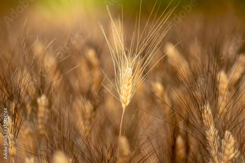 Wheat crop field. Ears of golden wheat close up. Ripening ears of wheat field background. Rich harvest Concept.