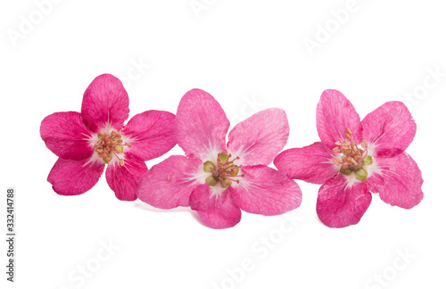 red blossoms of apple tree