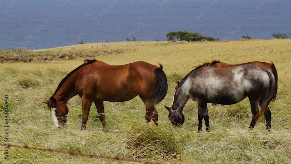 Three Mature Horses In Field Eating