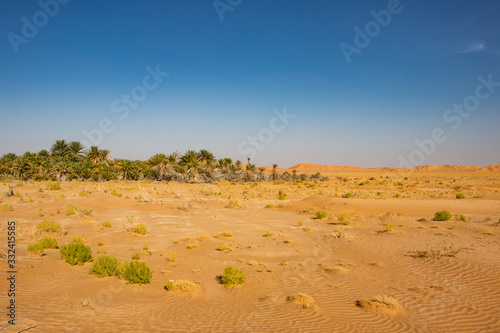 Oasis in Rub al Khali the empty quarter between Oman and Saudi Arabia near Salalah