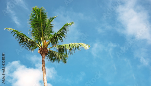 Coconut palm tree perspective view from floor high up  space for text