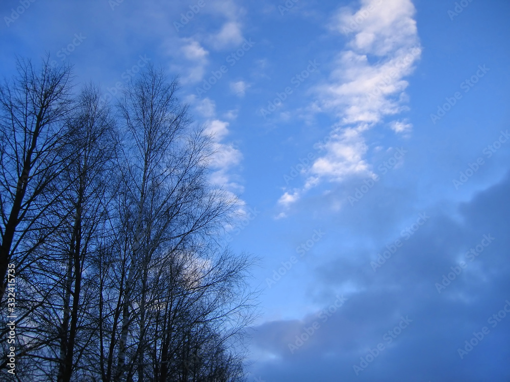 Trees without leaves on a blue sky background Trees without leaves on a blue sky background