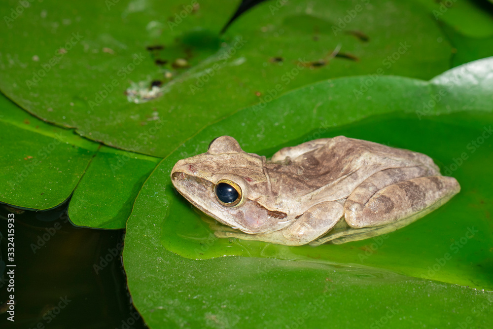 Image of Common tree frog, four-lined tree frog, golden tree frog, (Polypedates leucomystax) on the lotus leaf. Animal. Amphibians. Image of Common tree frog, four-lined tree frog, golden tree frog, (Polypedates leucomystax) on the lotus leaf. Animal. Amphibians.