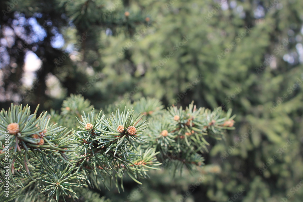 pine tree branch with cones pine tree branch with cones