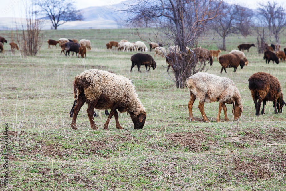 A flock of sheep grazes in nature. Countryside, farming. Natural rustic background A flock of sheep grazes in nature. Countryside, farming. Natural rustic background
