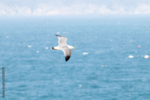 dynamic flying seagull on the sky