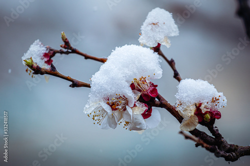 Spring blossom under the snow. Branches with bloomed apricot flowers under late snow. Macro shot with shallow depth of field.